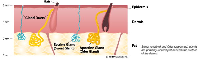 sweat-gland-diagram